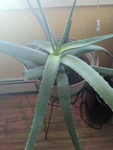 aloe vera plant